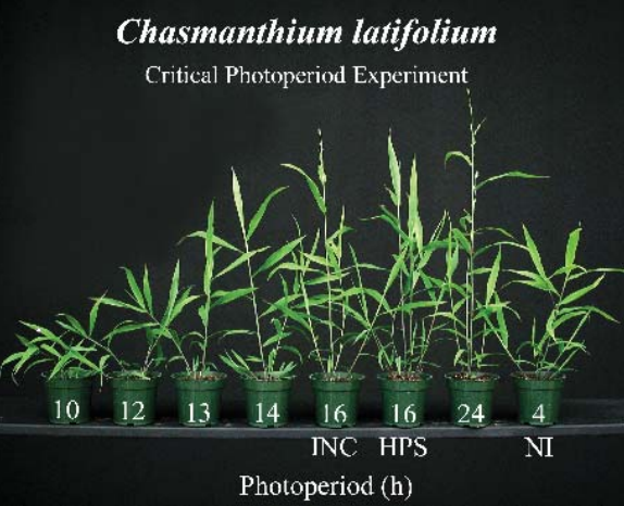 Chasmanthium latifolium fig2